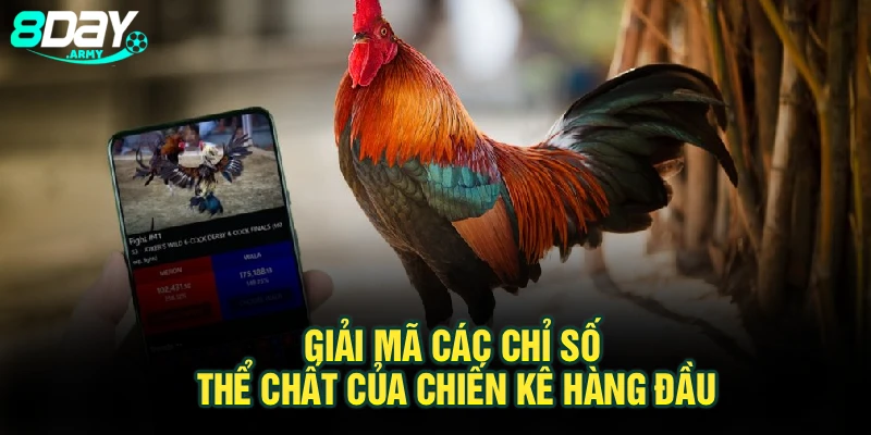 Giải mã các chỉ số thể chất của chiến kê hàng đầu
