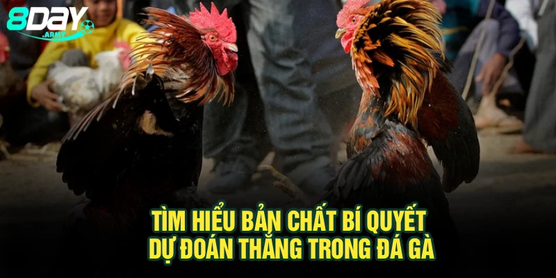 Tìm hiểu bản chất bí quyết dự đoán thắng trong đá gà